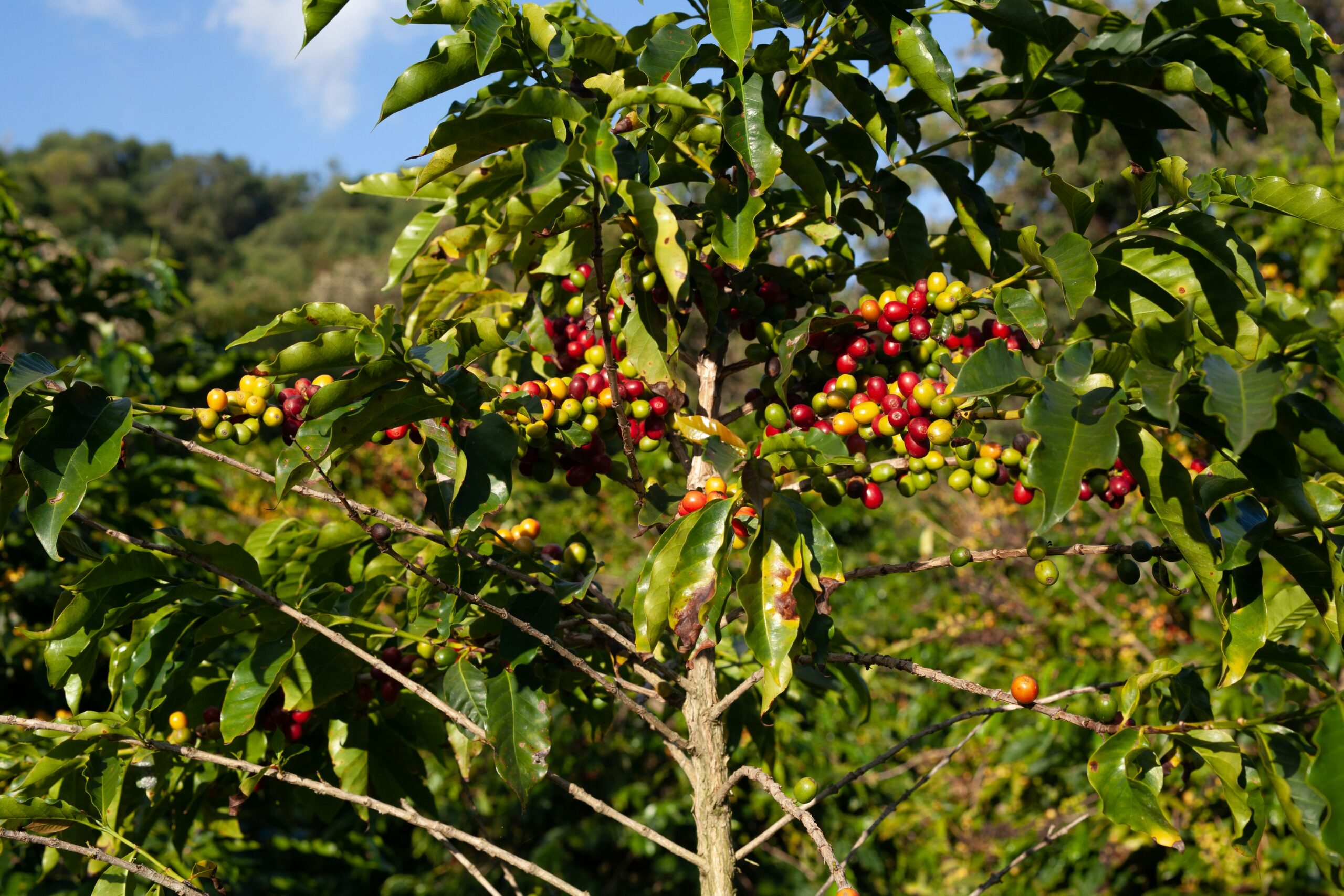 Da fazenda à xícara: entenda a jornada do café que você consome